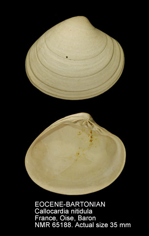 EOCENE-BARTONIAN Callocardia nitidula.jpg - EOCENE-BARTONIANCallocardia nitidula(Lamarck,1806)
